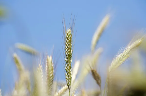 麦穗 — 图库照片