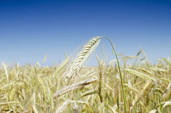 Ear of wheat — Stock Photo, Image
