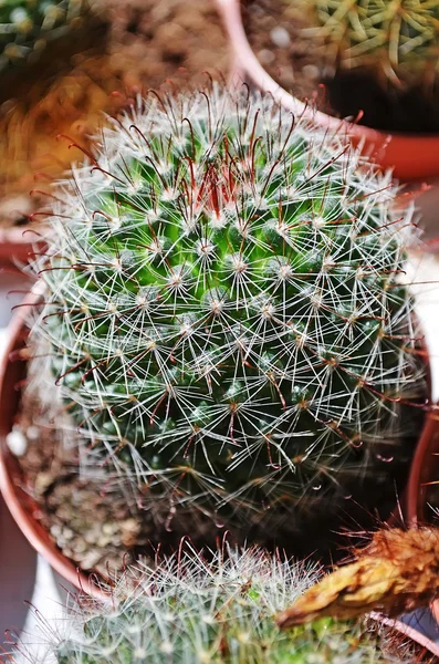 stock image Cactus