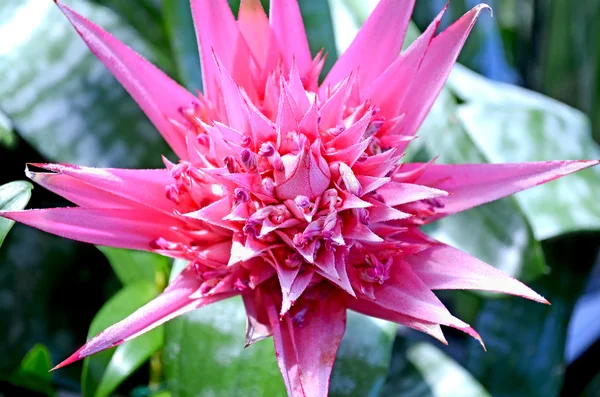 stock image Flower Aechmea