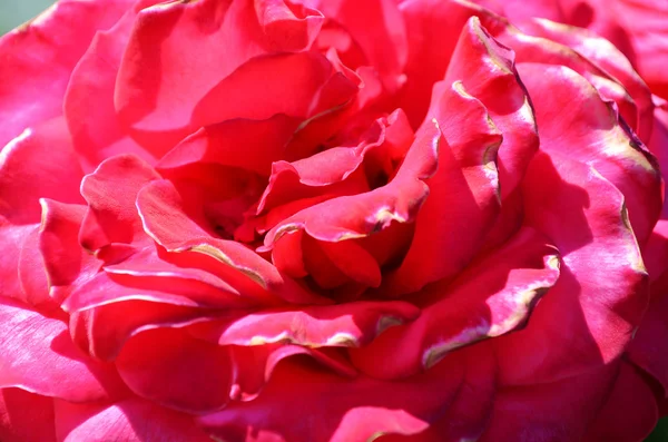 Τα τριαντάφυλλα λουλουδιών — Φωτογραφία Αρχείου