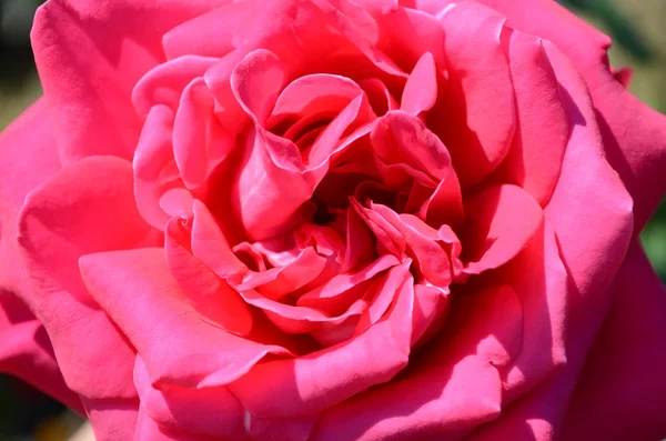 Květ růže — Stock fotografie