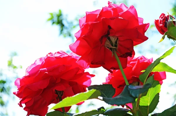 Квітка троянди — стокове фото