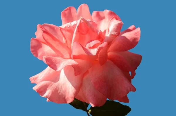 Bloem rozen — Stockfoto