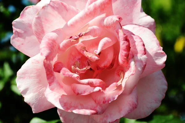 Цветочные розы — стоковое фото