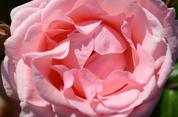 Blomma rosor — Stockfoto