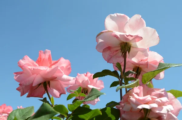 Bloem rozen — Stockfoto