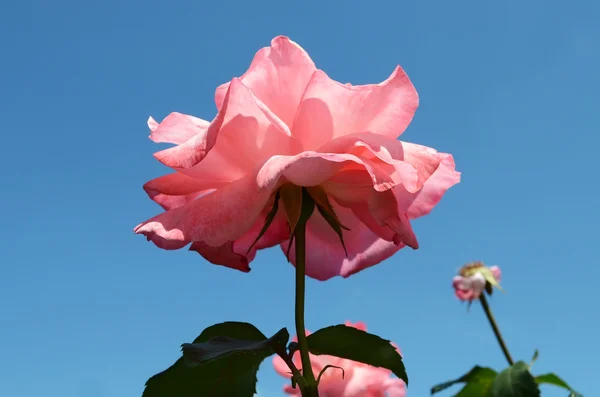 Flower roses — Stock Photo, Image