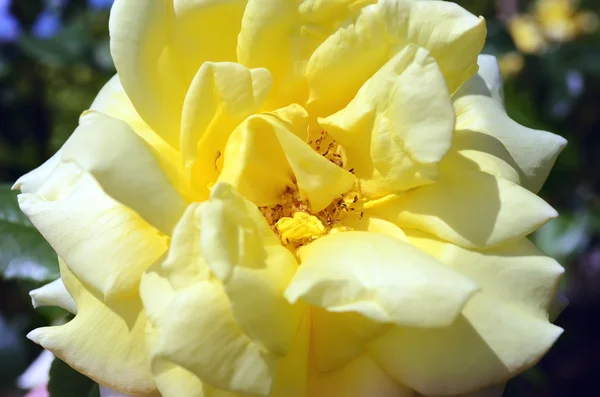 Rose da fiore — Foto Stock