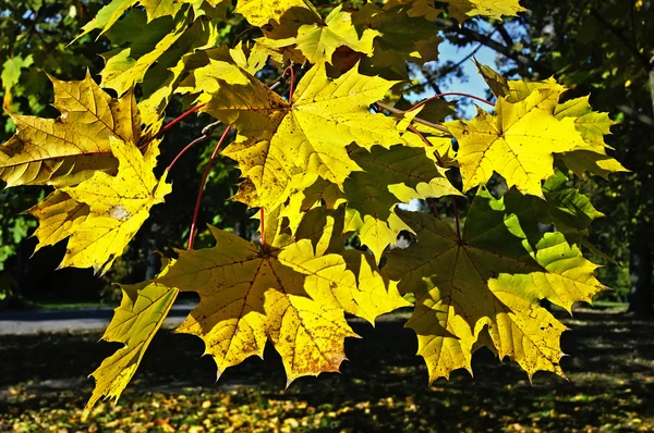 Leaves of the maple