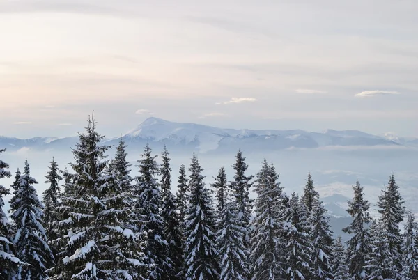 stock image Mountain Hoverla in winter