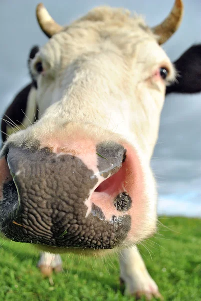 Сurious cow — Stock Photo, Image