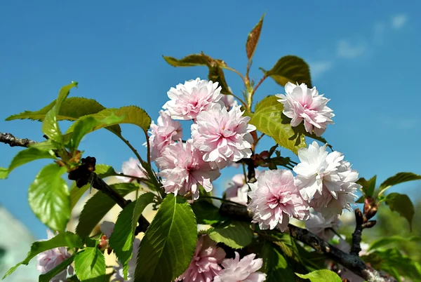 Japan cherry (sakura) — Stock Photo, Image