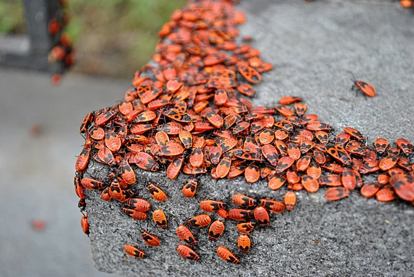 Красные жуки — стоковое фото