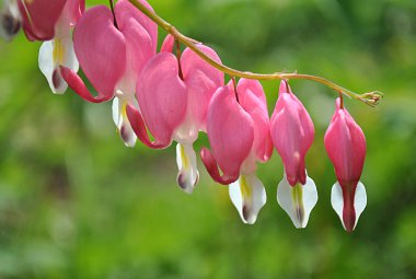 Dicentra spectabilis Sevgililer