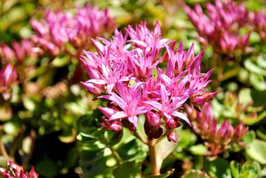 Sedum spurium (Purpurteppich) clipart