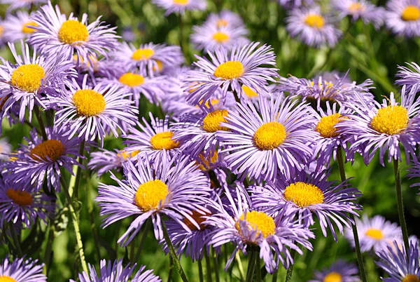 Violet Flowers — Stock Photo, Image
