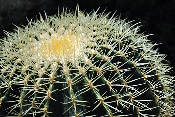 Stock image Cactus with big needles