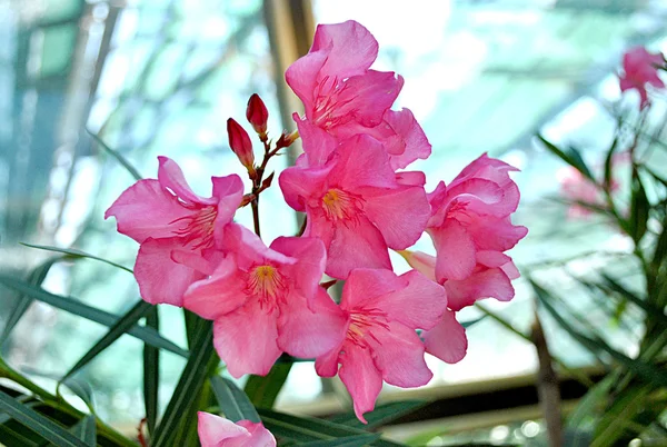 Rododendron — Stock fotografie