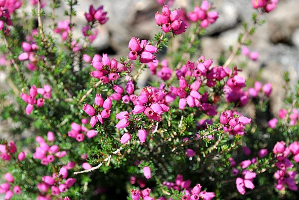 Små rosa blommor — Stockfoto