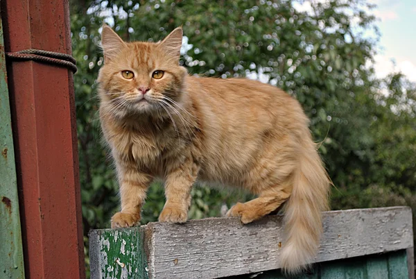 Gatto rosso sulla recinzione — Foto Stock