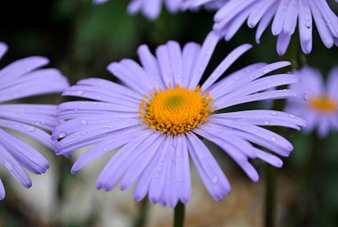 Blue chamomile with drops of dew clipart