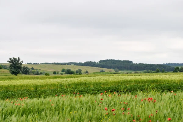 stock image Summer landscape of Ukrainians fields