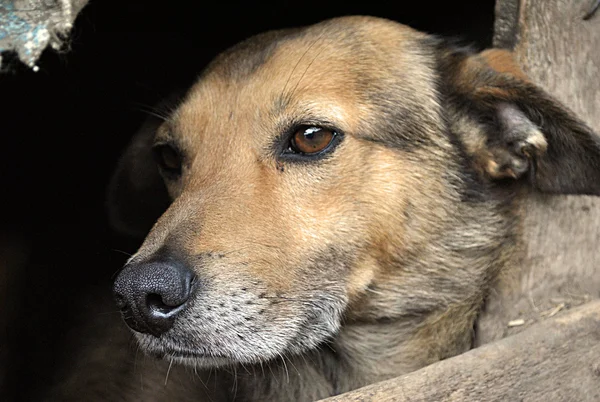 stock image Sad country dog