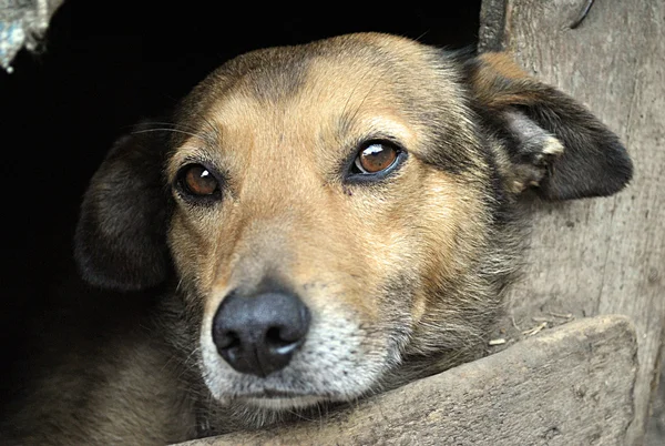 Stock image Sad dog