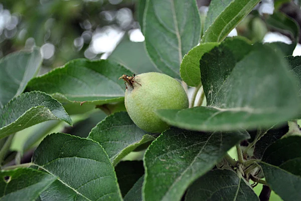 Zelené jablko na stromě — Stock fotografie
