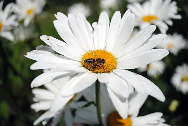 Heřmánek a včela — Stock fotografie