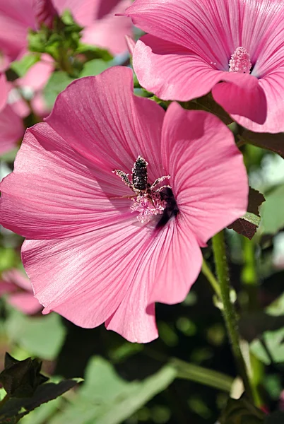 Ροζ λουλούδια και μέλισσα — Φωτογραφία Αρχείου
