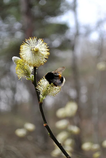 Bumblebee sul fiore di salici — Foto Stock