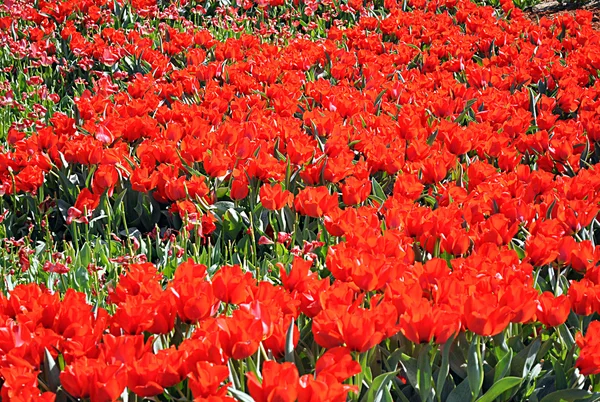 Czerwone tulipany w Kijowie — Zdjęcie stockowe