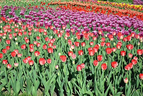 Tulipany w Kijowie — Zdjęcie stockowe