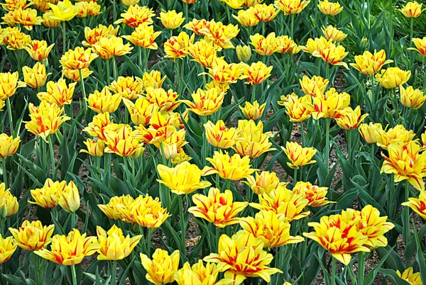 Tulipes jaunes à Kiev — Photo