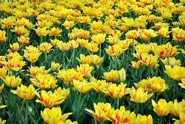 Tulipanes amarillos en Kiev — Foto de Stock