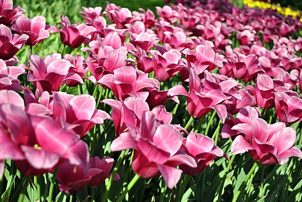 Alfombra de tulipanes violetas en Kiev —  Fotos de Stock