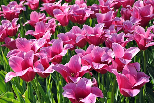 Fioletowe tulipany w Kijowie — Zdjęcie stockowe