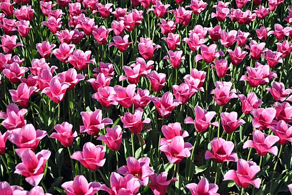 Tulipani a Kiev — Foto Stock