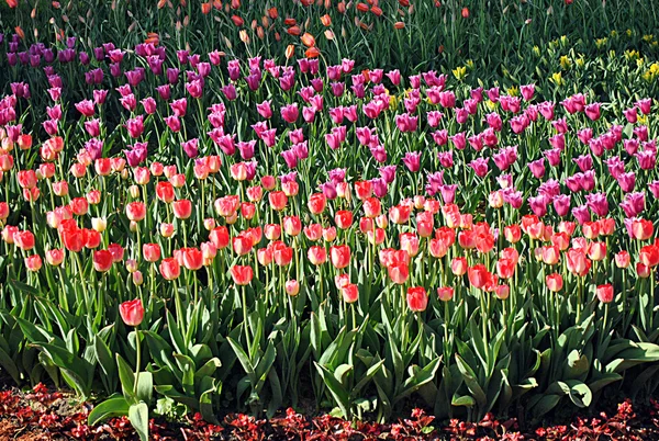 Разноцветные тюльпаны в Киеве — стоковое фото