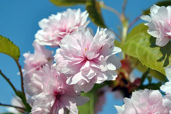 Sakuras flowers — Stock Photo, Image