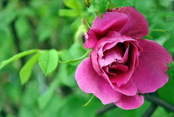 Une fleur de rosier — Photo