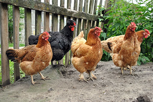 Hühner auf dem Hof — Stockfoto