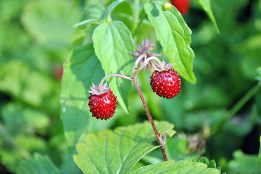 çilek, red berry