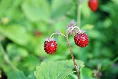 çilek, red berry