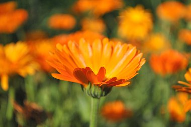 Calendula, şifalı bitki