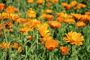 Calendula, şifalı bitki