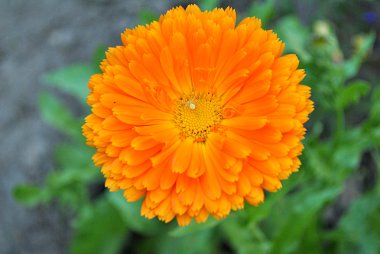 Calendula, şifalı bitki