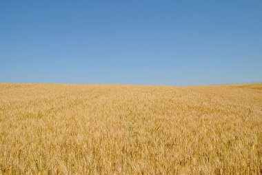 altın buğday sivri mavi gökyüzü altında
